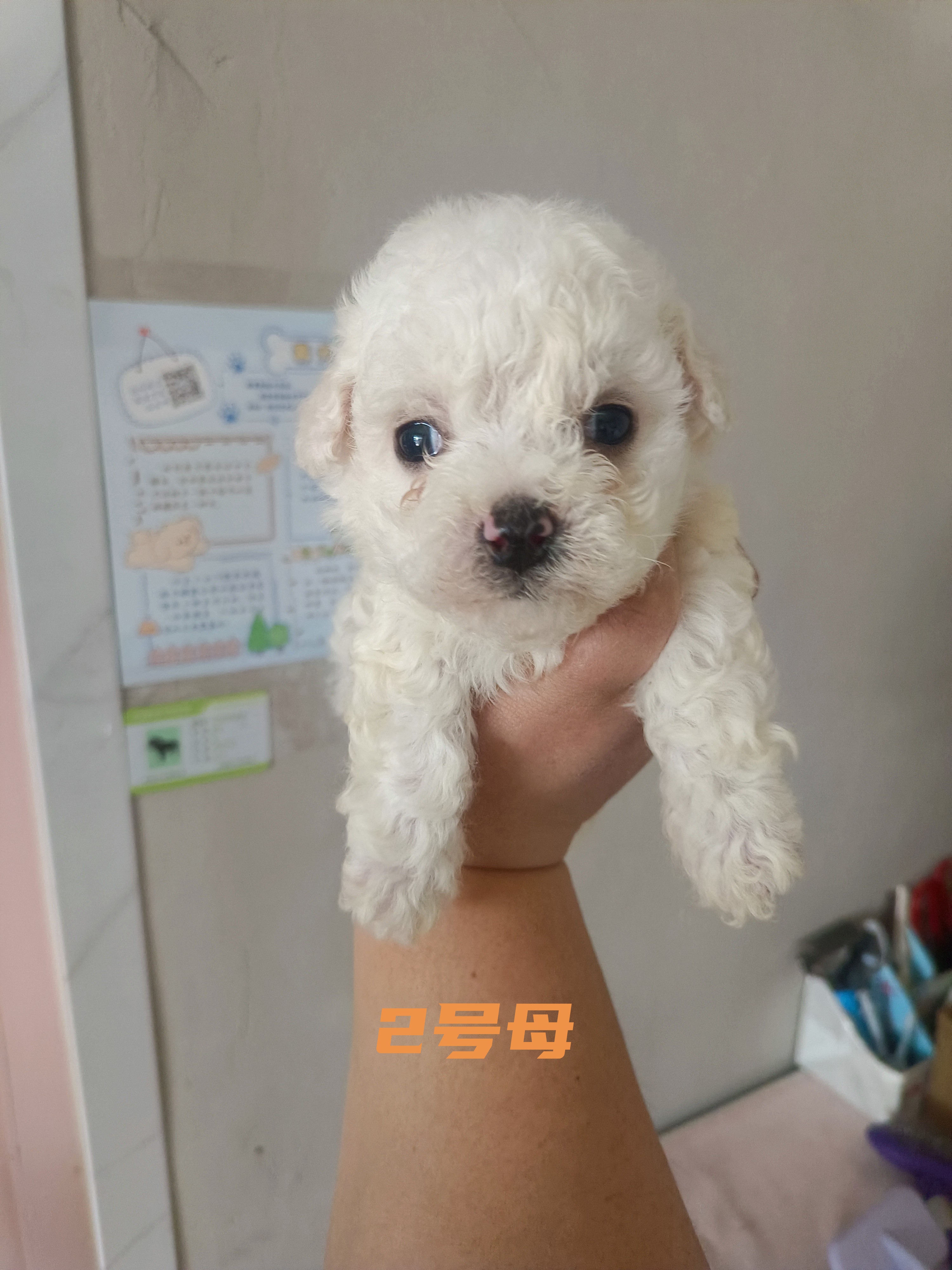 小比熊，40多天，自己家繁殖